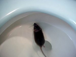 Rat in water